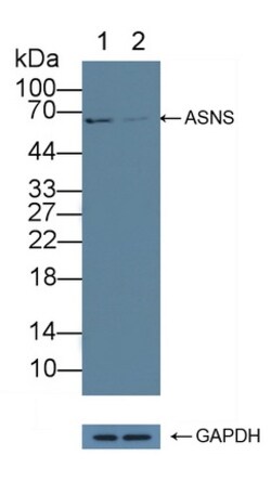 Invitrogen Asparagine Synthetase Polyclonal Antibody 200 &mu;L; Unconjugated:Antibodies,