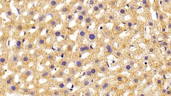 Invitrogen&trade;&nbsp;PLCE1 Polyclonal Antibody