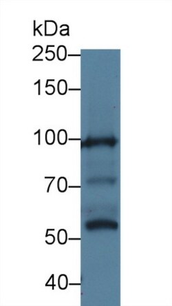 Invitrogen MYO1G Polyclonal Antibody 200 &mu;L; Unconjugated:Antibodies,