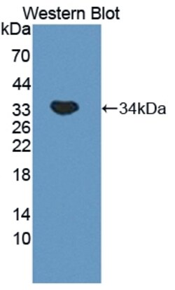 Invitrogen MYO1G Polyclonal Antibody 200 &mu;L; Unconjugated:Antibodies,
