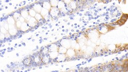 Invitrogen FAM5C Polyclonal Antibody 200 &mu;L; Unconjugated:Antibodies,