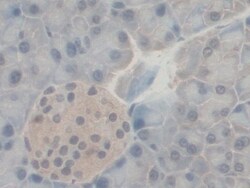 Invitrogen PEX1 Polyclonal Antibody 200 &mu;L; Unconjugated:Antibodies,