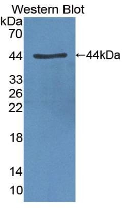 Invitrogen™ CLOCK Polyclonal Antibody