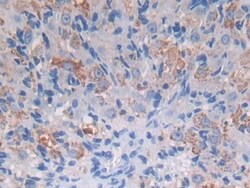 Invitrogen Protein Z Polyclonal Antibody 200 &mu;L; Unconjugated:Antikroppar