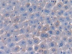 Invitrogen Protein Z Polyclonal Antibody 200 &mu;L; Unconjugated:Antikroppar