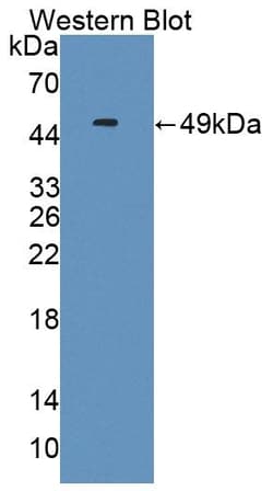 Invitrogen&trade;&nbsp;Limitin Polyclonal Antibody