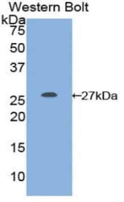 Invitrogen GSTM1 Polyclonal Antibody 200 &mu;L; Unconjugated:Antibodies,