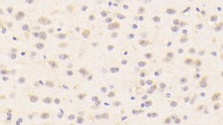 Invitrogen&trade;&nbsp;BMP1 Polyclonal Antibody