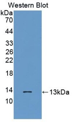 Invitrogen MTNR1A Polyclonal Antibody 200 &mu;L; Unconjugated:Antibodies,
