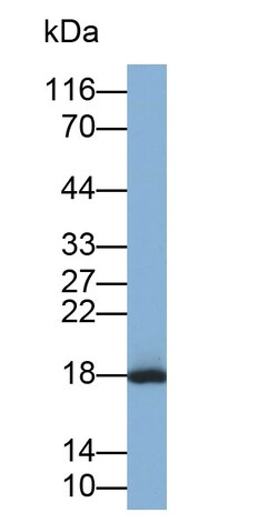 Invitrogen&trade;&nbsp;CXCL15 Polyclonal Antibody