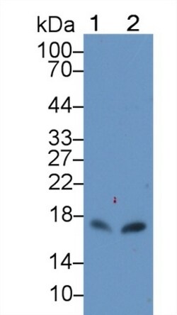 Invitrogen&trade;&nbsp;CXCL15 Polyclonal Antibody