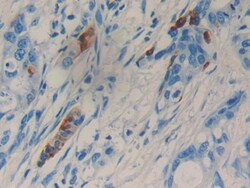Invitrogen LCN15 Polyclonal Antibody 200 &mu;L; Unconjugated:Antibodies,