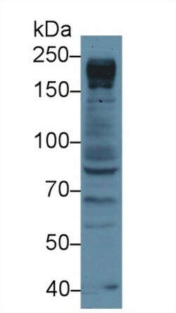 Invitrogen NUP205 Polyclonal Antibody 200 &mu;L; Unconjugated:Antibodies,