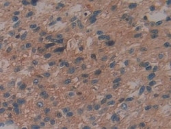 Invitrogen&trade;&nbsp;IL-29 Polyclonal Antibody
