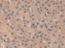 Invitrogen&trade;&nbsp;RelB Polyclonal Antibody