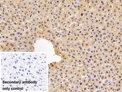Invitrogen RelB Polyclonal Antibody 200 &mu;L; Unconjugated:Antibodies,