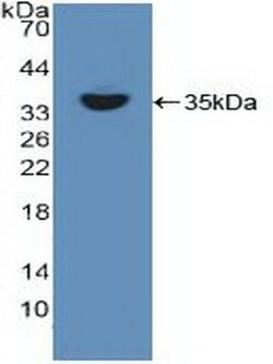 Invitrogen RelB Polyclonal Antibody 200 &mu;L; Unconjugated:Antibodies,