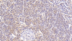 Invitrogen MDC Polyclonal Antibody 200 &mu;L; Unconjugated:Antibodies,