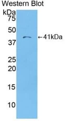Invitrogen&trade;&nbsp;MDC Polyclonal Antibody