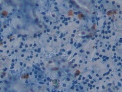 Invitrogen BOC Polyclonal Antibody 200 &mu;L; Unconjugated:Antibodies,
