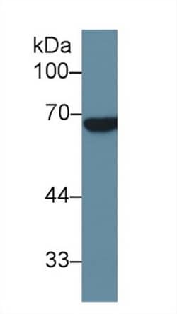 Invitrogen ALPPL2 Polyclonal Antibody 200 &mu;L; Unconjugated:Antibodies,