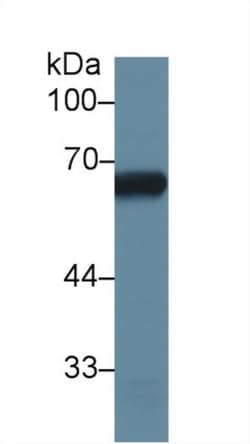Invitrogen ALPPL2 Polyclonal Antibody 200 &mu;L; Unconjugated:Antibodies,