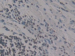 Invitrogen&trade;&nbsp;MCP-4 Polyclonal Antibody