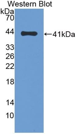 Invitrogen&trade;&nbsp;MCP-4 Polyclonal Antibody