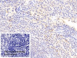 Invitrogen&trade;&nbsp;IL1RA Polyclonal Antibody