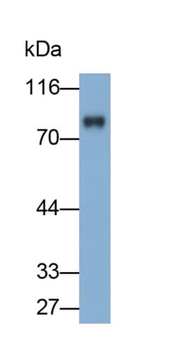 Invitrogen&trade;&nbsp;PKC alpha Polyclonal Antibody