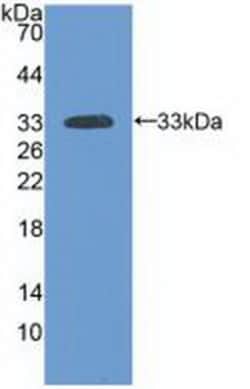 Invitrogen™ Laminin alpha-3 Polyclonal Antibody