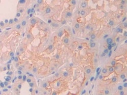 Invitrogen&trade;&nbsp;Renalase Polyclonal Antibody