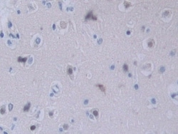Invitrogen&trade;&nbsp;Neuropilin 2 Polyclonal Antibody