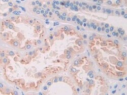 Invitrogen RNASE8 Polyclonal Antibody 200 &mu;L; Unconjugated:Antibodies,