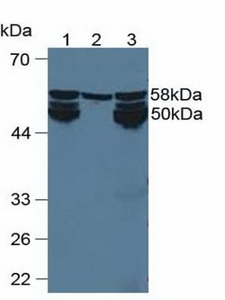 Invitrogen&trade;&nbsp;CYP1A2 Polyclonal Antibody