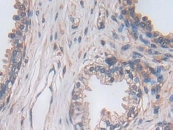 Invitrogen&trade;&nbsp;PCSK5 Polyclonal Antibody
