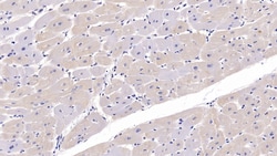 Invitrogen&trade;&nbsp;FKBP12 Polyclonal Antibody