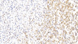 Invitrogen&trade;&nbsp;Annexin A1 Polyclonal Antibody