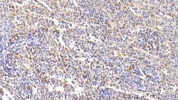 Invitrogen&trade;&nbsp;Annexin A1 Polyclonal Antibody