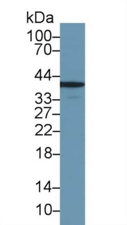 Invitrogen&trade;&nbsp;Annexin A1 Polyclonal Antibody