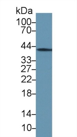 Invitrogen&trade;&nbsp;Annexin A1 Polyclonal Antibody