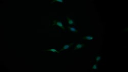 Invitrogen&trade;&nbsp;Bcl-W Polyclonal Antibody