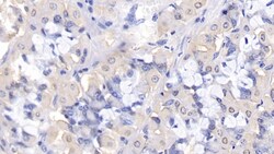 Invitrogen Bcl-W Polyclonal Antibody 200 &mu;L | Buy Online | Invitrogen&trade; | Fisher Scientific