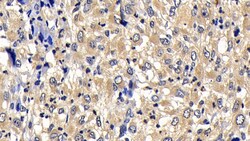 Invitrogen Bcl-W Polyclonal Antibody 200 &mu;L | Buy Online | Invitrogen&trade; | Fisher Scientific
