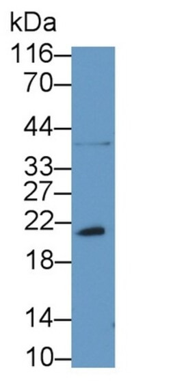 Invitrogen Bcl-W Polyclonal Antibody 200 &mu;L | Buy Online | Invitrogen&trade; | Fisher Scientific