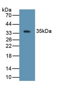 Invitrogen beta-2 Defensin Polyclonal Antibody 200 &mu;L; Unconjugated:Antibodies,