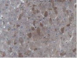 Invitrogen UBE2L3 Polyclonal Antibody 200 &mu;L; Unconjugated:Antibodies,
