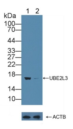 Invitrogen UBE2L3 Polyclonal Antibody 200 &mu;L; Unconjugated:Antibodies,