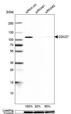 Invitrogen Cdc27 Polyclonal Antibody 100 &mu;L | Buy Online | Invitrogen&trade; | Fisher Scientific