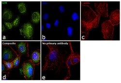 Invitrogen GCK Polyclonal Antibody 200 μL; Unconjugated:Antibodies,